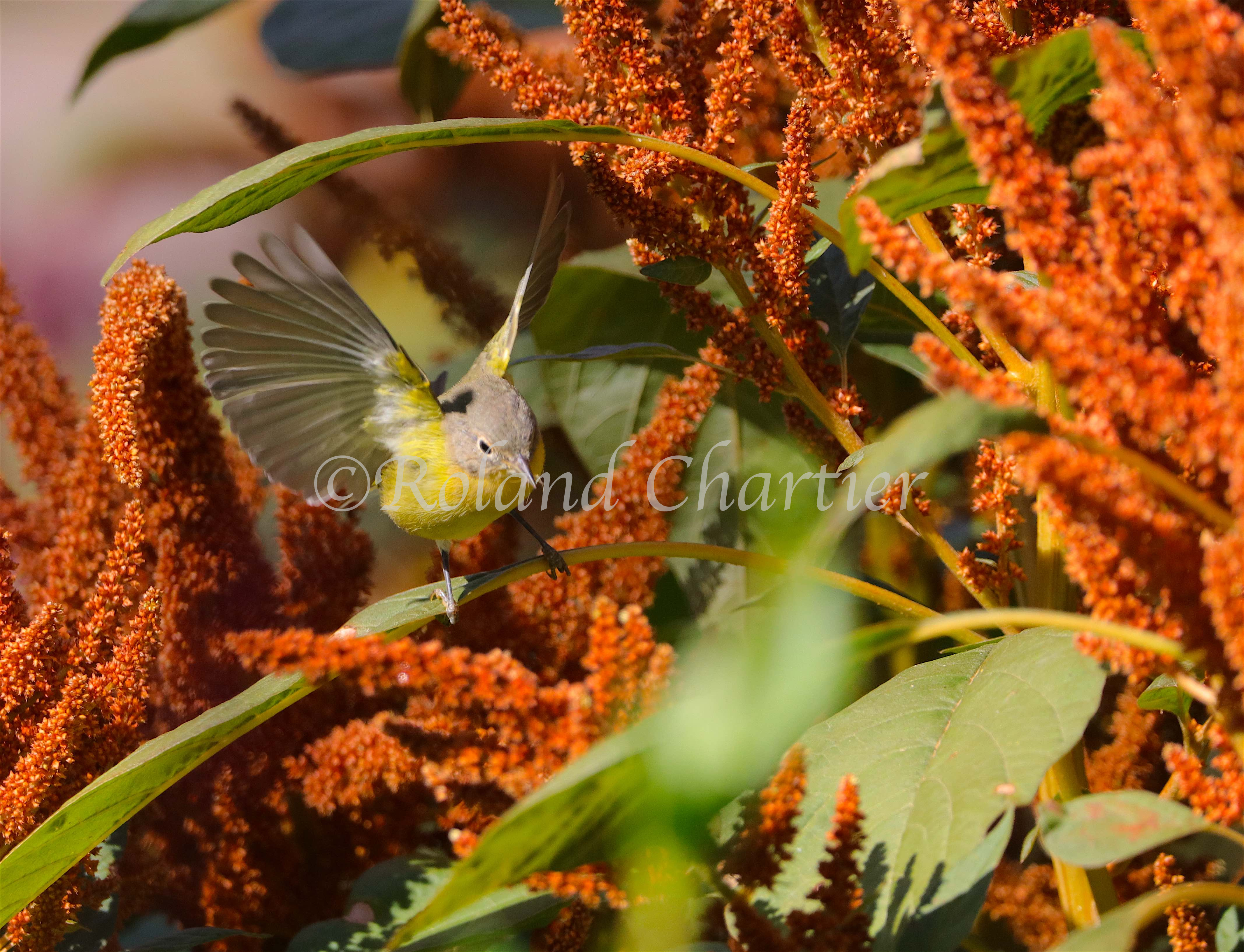 Nashville Warbler set to take flight from blade of plant.